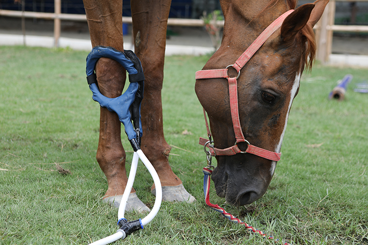 Pemf Vet Magneto Therapy Plus Physical Rehabilitation Magnetotherapy machine