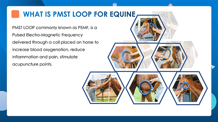 Pemf Vet Magneto Therapy Plus Physical Rehabilitation Magnetotherapy machine