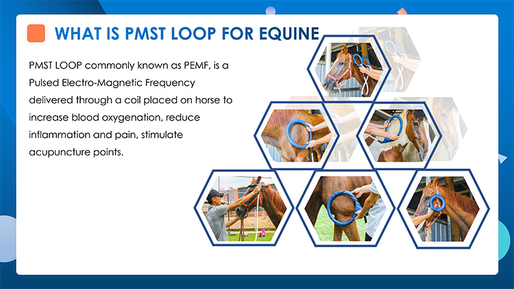 Pemf Vet Magneto Therapy Plus Physical Rehabilitation Magnetotherapy machine