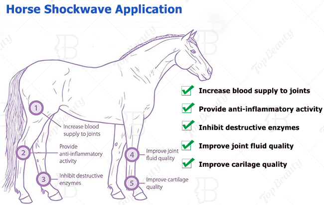 Shockwave Horse Therapy Pet Health Care Shock Wave Animal Health Care Products Machine