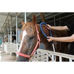 Pemf Vet Magneto Therapy Plus Physical Rehabilitation Magnetotherapy machine