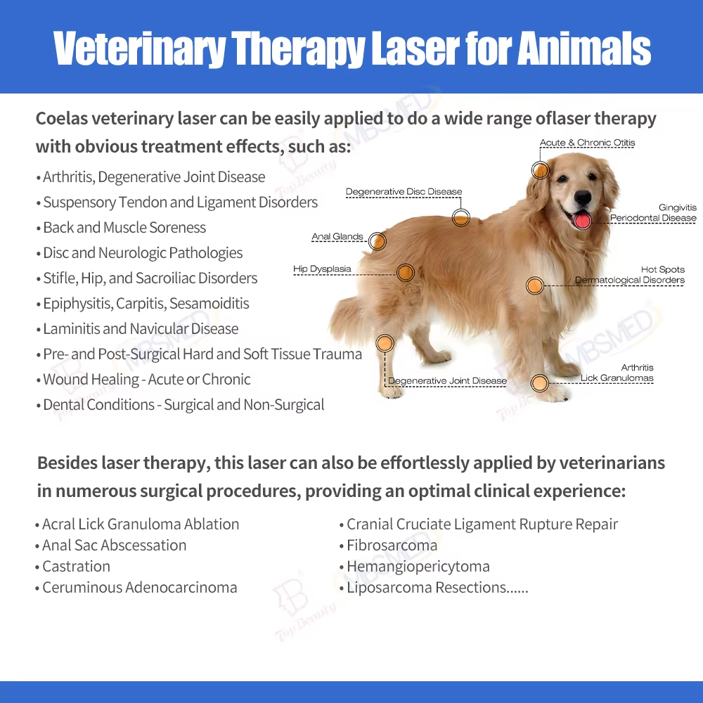 Professional Portable 980nm Pet Laser Therapy Equipment